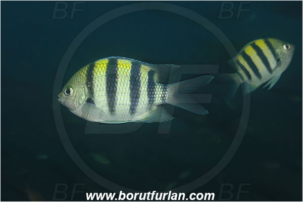 Tulamben, Bali, Indonesia, Abudefduf vaigiensis, Abudefduf, Pomacentridae, Indo-Pacific sergeant, Sergeant, Damselfish, Fish