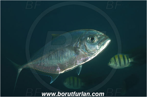 Tulamben, Bali, Indonesia, Carangoides bajad, Carangoides, Carangidae, Orangespotted Trevally, Trevally, Fish