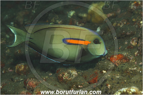Tulamben, Bali, Indonesia, Acanthurus olivaceus, Acanthurus, Acanthuridae, Orangeshoulder Tang, Orange Band Surgeonfish, Surgeonfish, Fish