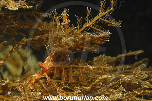 Tulamben, Bali, Indonesia, Hyastenus bispinosus, Hyastenus, Epialtidae, Decapoda, Hydroid crab, Crab, Crustacea, Crustacean