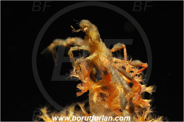 Tulamben, Bali, Indonesia, Achaeus sp., Achaeus, Inachidae, Decapoda, Crustacea, Crustacean, Crab