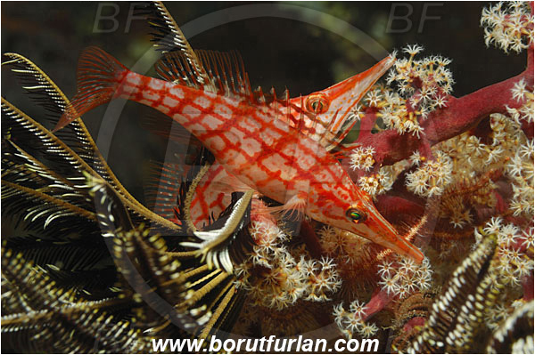 Tulamben, Bali, Indonesia, Oxycirrhites typus, Oxycirrhites, Cirrhitidae, Longnose hawkfish, Hawkfish, Fish