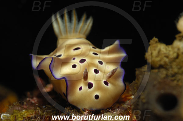 Tulamben, Bali, Indonesia, Risbecia tryoni, Risbecia, Chromodorididae, Risbecia nudibranch, Nudibranch, Sea slug, Gastropoda, Mollusca, Mollusc