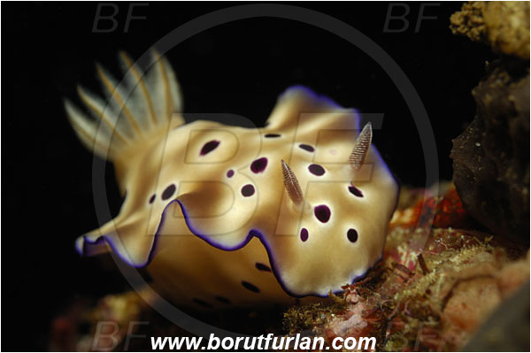 Tulamben, Bali, Indonesia, Risbecia tryoni, Risbecia, Chromodorididae, Risbecia nudibranch, Nudibranch, Sea slug, Gastropoda, Mollusca, Mollusc
