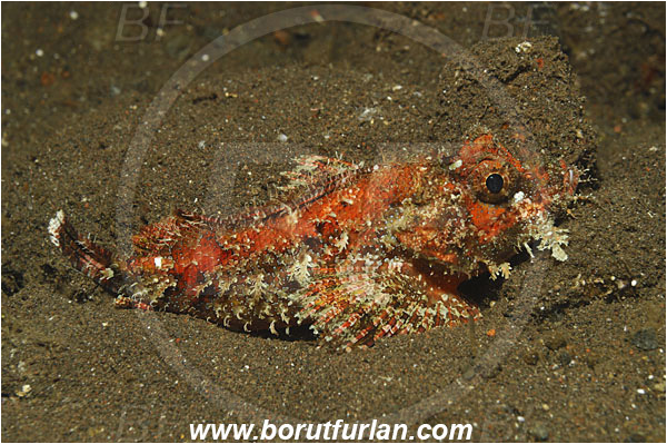 Tulamben, Bali, Indonesia, Scorpaenopsis sp., Scorpaenopsis, Scorpaenidae, Scorpionfish, Fish