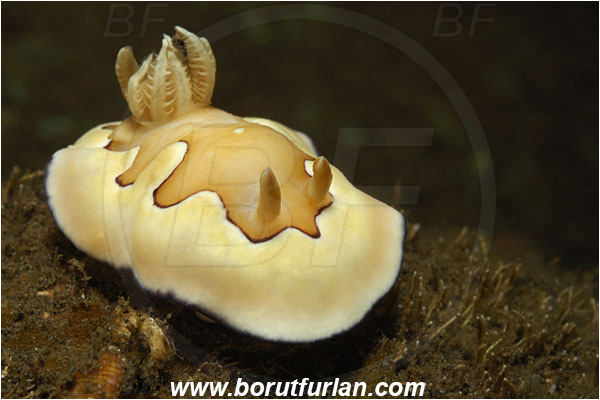 Tulamben, Bali, Indonesia, Goniobranchus coi, Goniobranchus, Chromodorididae, Coi