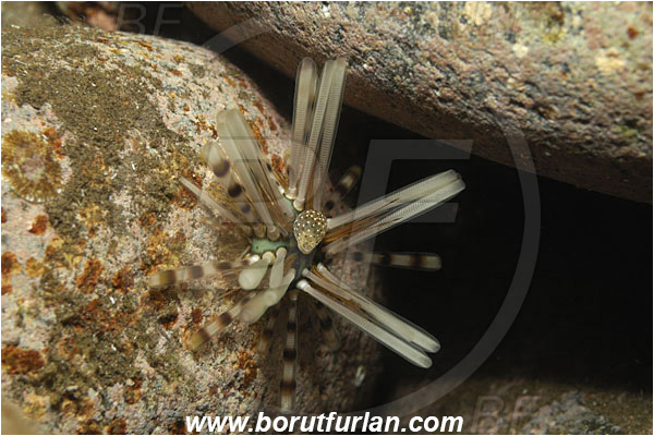 Tulamben, Bali, Indonesia, Echinothrix calamaris, Echinothrix, Diadematidae, Banded Sea Urchin, Sea Urchin, Echinoidea, Echinodermata, Echinoderm, Juvenile
