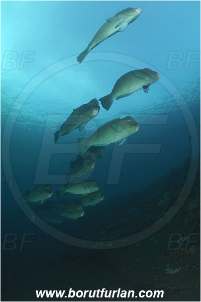 Tulamben, Bali, Indonesia, Bolbometopon muricatum, Bolbometopon, Scaridae, Bumphead Parrotfish, Parrotfish, Fish, Fish school, Reef