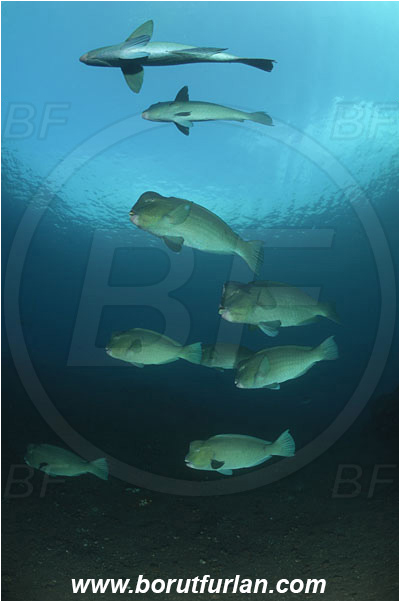 Tulamben, Bali, Indonesia, Bolbometopon muricatum, Bolbometopon, Scaridae, Bumphead Parrotfish, Parrotfish, Fish, Fish school, Reef