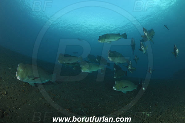 Tulamben, Bali, Indonesia, Bolbometopon muricatum, Bolbometopon, Scaridae, Bumphead Parrotfish, Parrotfish, Fish, Fish school, Reef