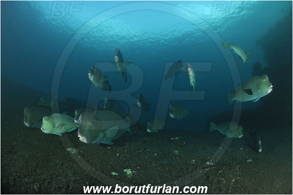 Tulamben, Bali, Indonesia, Bolbometopon muricatum, Bolbometopon, Scaridae, Bumphead Parrotfish, Parrotfish, Fish, Fish school, Reef