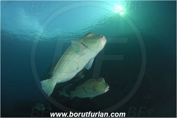 Tulamben, Bali, Indonesia, Bolbometopon muricatum, Bolbometopon, Scaridae, Bumphead Parrotfish, Parrotfish, Fish, Fish school, Reef