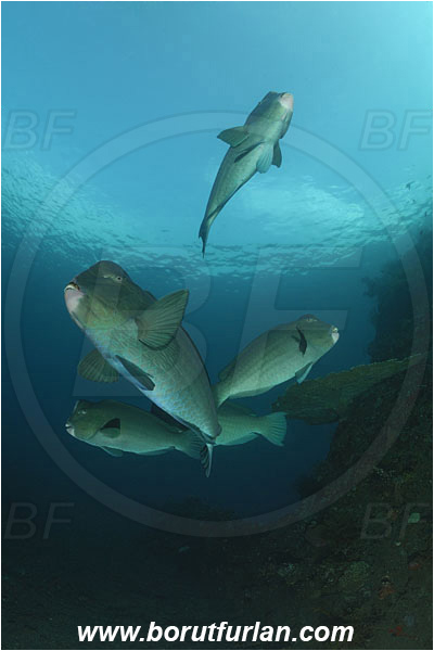 Tulamben, Bali, Indonesia, Bolbometopon muricatum, Bolbometopon, Scaridae, Bumphead Parrotfish, Parrotfish, Fish, Fish school, Reef