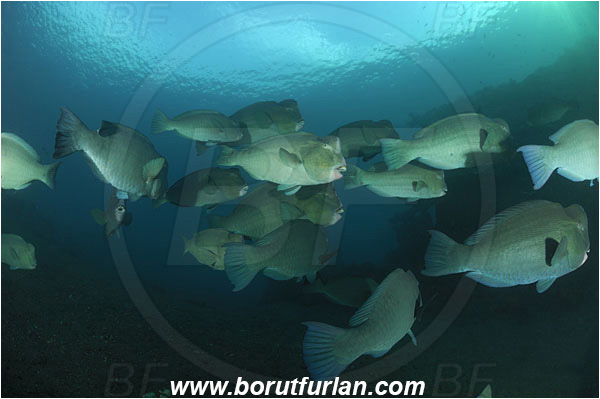 Tulamben, Bali, Indonesia, Bolbometopon muricatum, Bolbometopon, Scaridae, Bumphead Parrotfish, Parrotfish, Fish, Fish school, Reef