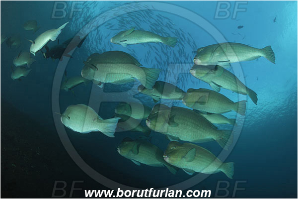 Tulamben, Bali, Indonesia, Bolbometopon muricatum, Bolbometopon, Scaridae, Bumphead Parrotfish, Parrotfish, Fish, Fish school, Reef