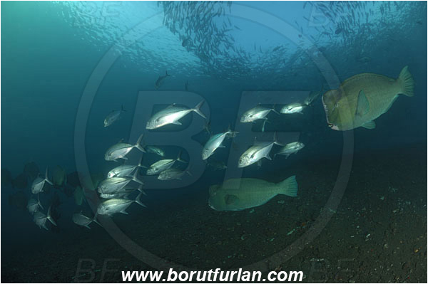 Tulamben, Bali, Indonesia, Bolbometopon muricatum, Bolbometopon, Scaridae, Bumphead Parrotfish, Parrotfish, Caranx sexfasciatus, Caranx, Carangidae, Bigeye trevally, Trevally, Fish, Fish school, Reef