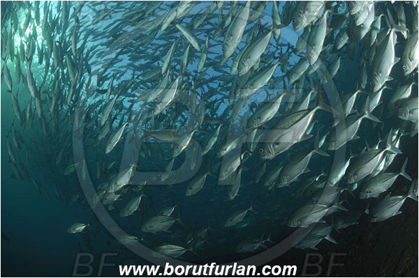 Tulamben, Bali, Indonesia, Caranx sexfasciatus, Caranx, Carangidae, Bigeye trevally, Trevally, Fish, Fish school, Reef