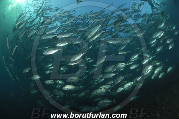 Tulamben, Bali, Indonesia, Caranx sexfasciatus, Caranx, Carangidae, Bigeye trevally, Trevally, Fish, Fish school, Reef