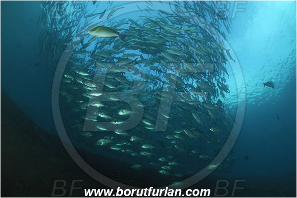 Tulamben, Bali, Indonesia, Caranx sexfasciatus, Caranx, Carangidae, Bigeye trevally, Trevally, Fish, Fish school, Reef