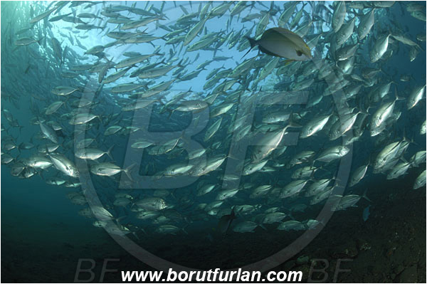 Tulamben, Bali, Indonesia, Caranx sexfasciatus, Caranx, Carangidae, Bigeye trevally, Trevally, Fish, Fish school, Reef