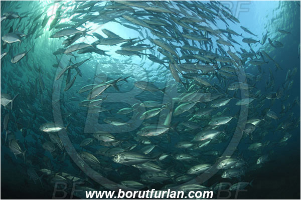 Tulamben, Bali, Indonesia, Caranx sexfasciatus, Caranx, Carangidae, Bigeye trevally, Trevally, Fish, Fish school