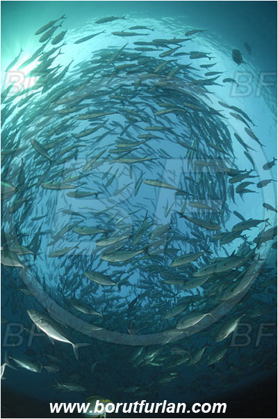 Tulamben, Bali, Indonesia, Caranx sexfasciatus, Caranx, Carangidae, Bigeye trevally, Trevally, Fish, Fish school