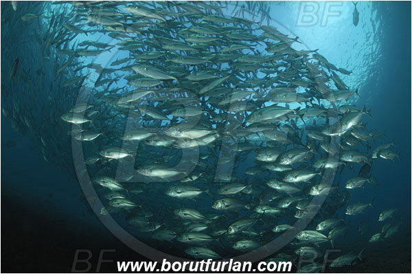 Tulamben, Bali, Indonesia, Caranx sexfasciatus, Caranx, Carangidae, Bigeye trevally, Trevally, Fish, Fish school