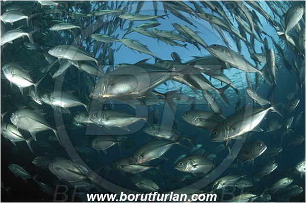 Tulamben, Bali, Indonesia, Caranx sexfasciatus, Caranx, Carangidae, Bigeye trevally, Trevally, Fish, Fish school