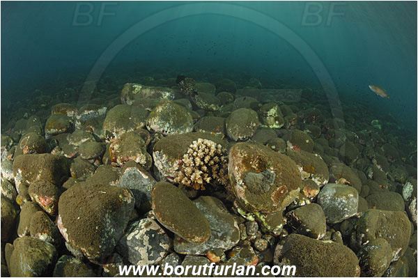 Tulamben, Bali, Indonesia, Stones, Vulcanic stones, Reef