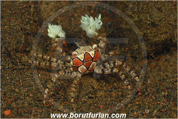 Tulamben, Bali, Indonesia, Lybia tessellata, Lybia, Xanthidae, Decapoda, Mosaic Boxer Crab, Boxer Crab, Crab, Crustacea, Crustacean