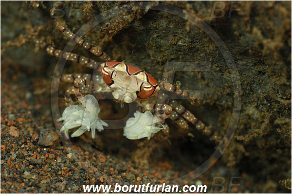 Tulamben, Bali, Indonesia, Lybia tessellata, Lybia, Xanthidae, Decapoda, Mosaic Boxer Crab, Boxer Crab, Crab, Crustacea, Crustacean
