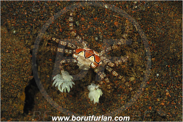 Tulamben, Bali, Indonesia, Lybia tessellata, Lybia, Xanthidae, Decapoda, Mosaic Boxer Crab, Boxer Crab, Crab, Crustacea, Crustacean
