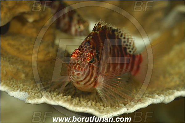 Tulamben, Bali, Indonesia, Cirrhitichthys aprinus, Cirrhitichthys, Cirrhitidae, Spotted hawkfish, Hawkfish, Fish, Portrait
