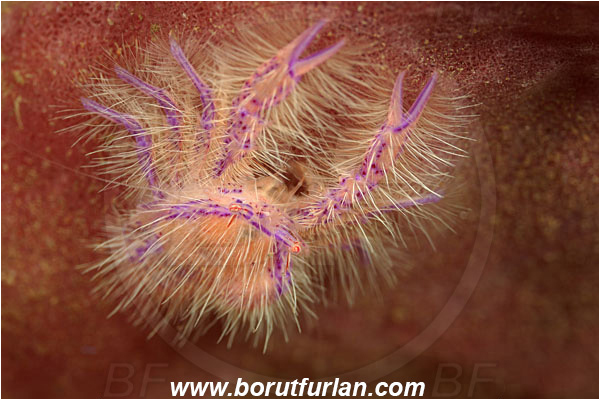 Tulamben, Bali, Indonesia, Lauriea siagiani, Lauriea, Galatheidae, Decapoda, Hairy Squat Lobster, Squat lobster, Crustacea, Crustacean