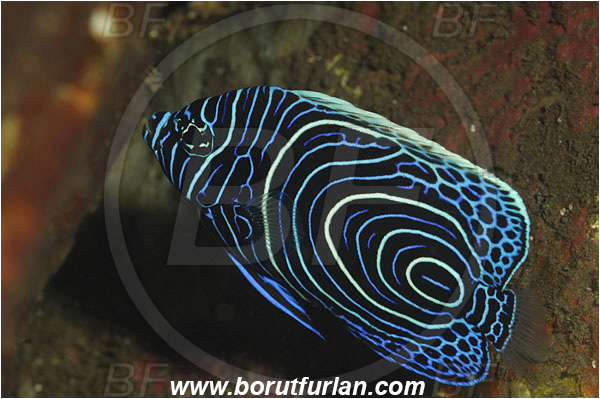 Tulamben, Bali, Indonesia, Pomacanthus imperator, Pomacanthus, Emperor Angelfish, Angelfish, Pomacanthidae, Fish, Juvenile