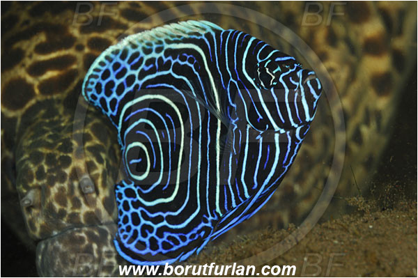 Tulamben, Bali, Indonesia, Pomacanthus imperator, Pomacanthus, Emperor Angelfish, Angelfish, Pomacanthidae, Fish, Juvenile