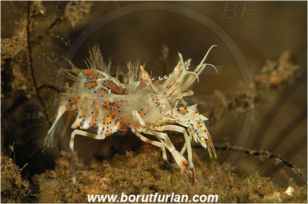 Tulamben, Bali, Indonesia, Phyllognathia ceratophthalma, Phyllognathia, Palaemonidae, Decapoda, Spiny Tiger Shrimp, Tiger Shrimp, Shrimp, Crustacea, Crustacean