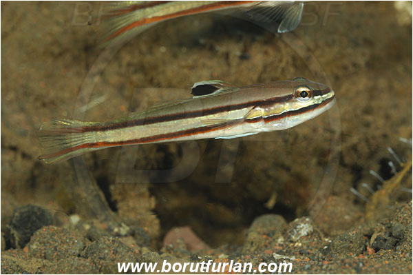 Tulamben, Bali, Indonesia, Valenciennea helsdingenii, Valenciennea, Gobiidae, Twostripe goby, Goby, Fish