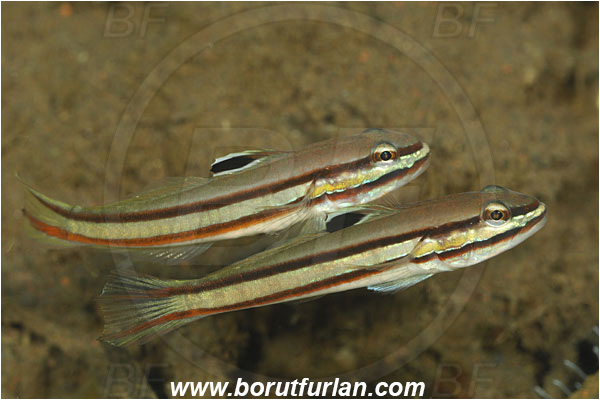 Tulamben, Bali, Indonesia, Valenciennea helsdingenii, Valenciennea, Gobiidae, Twostripe goby, Goby, Fish