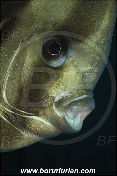 Tulamben, Bali, Indonesia, Platax orbicularis, Platax, Ephippidae, Round Batfish, Orbicular batfish, Batfish, Fish, Portrait