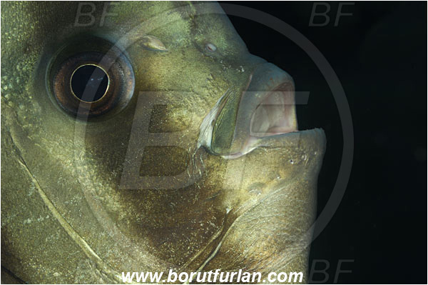 Tulamben, Bali, Indonesia, Platax orbicularis, Platax, Ephippidae, Round Batfish, Orbicular batfish, Batfish, Fish, Portrait