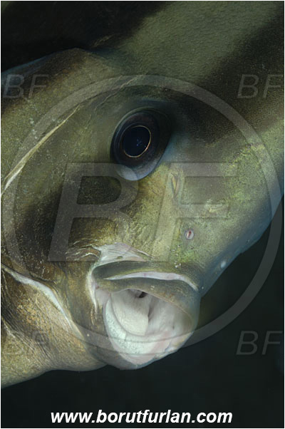 Tulamben, Bali, Indonesia, Platax orbicularis, Platax, Ephippidae, Round Batfish, Orbicular batfish, Batfish, Fish, Portrait