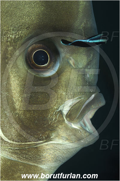 Tulamben, Bali, Indonesia, Platax orbicularis, Platax, Ephippidae, Round Batfish, Orbicular batfish, Batfish, Fish, Portrait, Labroides dimidiatus, Labroides, Labridae, Cleaner Wrasse, Wrasse, Cleaning
