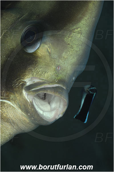 Tulamben, Bali, Indonesia, Platax orbicularis, Platax, Ephippidae, Round Batfish, Orbicular batfish, Batfish, Fish, Portrait, Labroides dimidiatus, Labroides, Labridae, Cleaner Wrasse, Wrasse, Cleaning