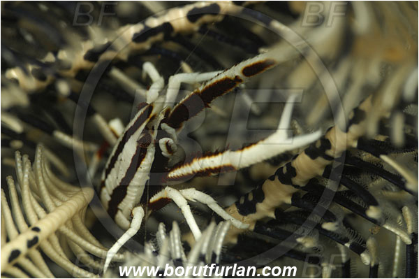Tulamben, Bali, Indonesia, Allogalathea elegans, Allogalathea, Galatheidae, Decapoda, Crinoid Squat Lobster, Elegant Squat Lobster, Squat lobster, Crustacea, Crustacean