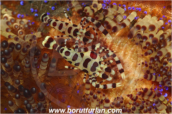 Tulamben, Bali, Indonesia, Periclimenes colemani, Periclimenes, Palaemonidae, Decapoda, Coleman