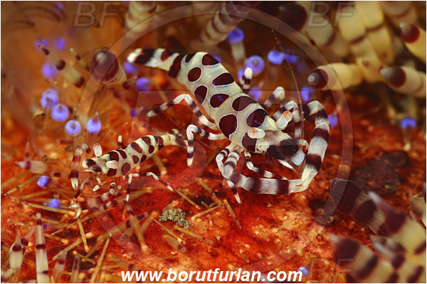 Tulamben, Bali, Indonesia, Periclimenes colemani, Periclimenes, Palaemonidae, Decapoda, Coleman