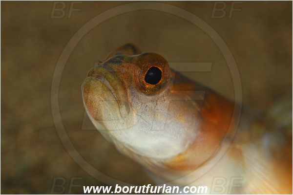 Tulamben, Bali, Indonesia, Amblyeleotris yanoi, Amblyeleotris, Gobiidae, Flagtail prawn goby, Prawn goby, Goby, Fish, Portrait
