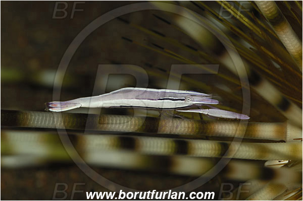 Tulamben, Bali, Indonesia, Stegopontonia commensalis, Stegopontonia, Palaemonidae, Decapoda, Purple Urchin Shrimp, Shrimp, Crustacea, Crustacean