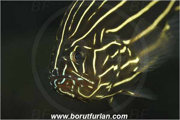 Tulamben, Bali, Indonesia, Grammistes sexlineatus, Grammistes, Serranidae, Goldenstriped soapfish, Soapfish, Fish, Portrait